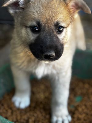 Pauly, an adoptable Great Pyrenees in Savannah, MO