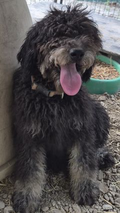Gamble, an adoptable Labrador Retriever in Savannah, MO