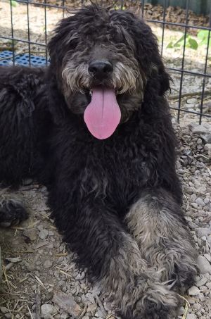 Black Jack, an adoptable Labrador Retriever in Savannah, MO