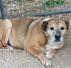 Star, an adoptable Shepherd in Savannah, MO