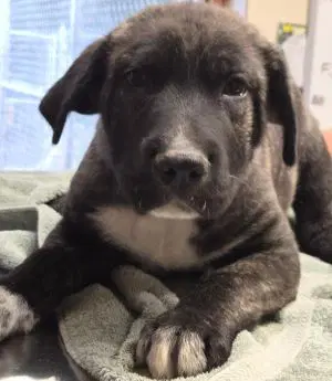 Glen - Pit Bull Terrier