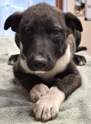 Roady - Pit Bull Terrier
