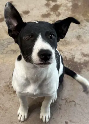 Domino - Terrier