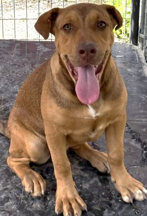 Rachel, a dog for adoption from M'Shoogy's Famous Emergency Animal Rescue