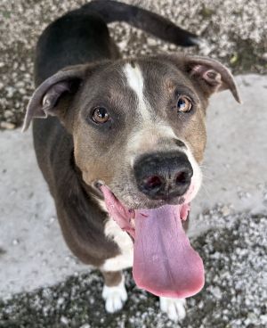 Luna, Pit Bull Terrier