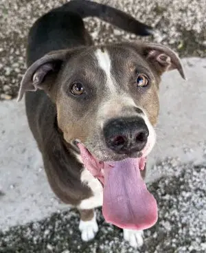 Luna - Pit Bull Terrier
