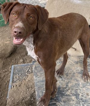 Brownie, Pointer