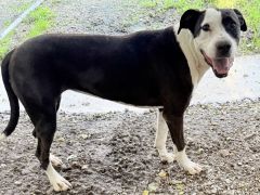 Lucy, Pit Bull Terrier