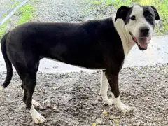 Lucy - Pit Bull Terrier