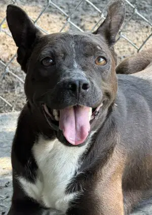 Elsa - Pit Bull Terrier