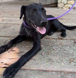 Duchess, Labrador Retriever