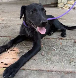 Duchess - Labrador Retriever