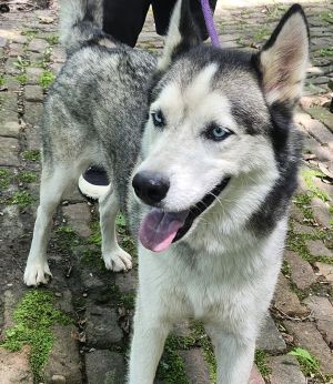 Snowman, Husky