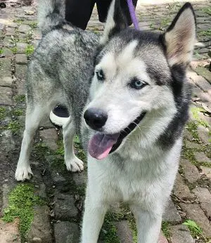 Snowman - Husky