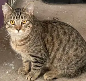 Shirley - Domestic Short Hair