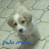 Jake Nova *LOCAL*