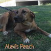 Alexis Peach *LOCAL*