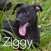 Ziggy Bowie *LOCAL*