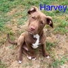 Harvey