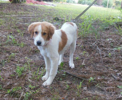 Bailey