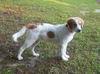 Bailey