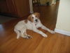 Bailey