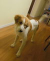 Bailey