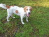 Bailey