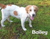 Bailey