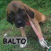 Balto Bubbles *LOCAL*