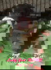 Lady Girl *LOCAL*