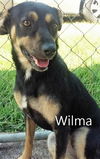 Wilma *LOCAL*