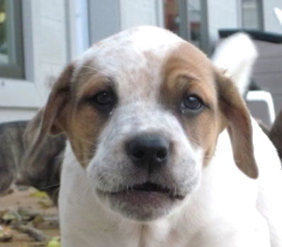 Bandit Peanut Solis