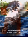 Bailey McElroy