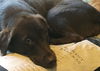 Zoey