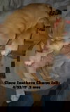 Clara Southern Charm *MEET ME!*