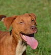 George Gorgeous *LOCAL*