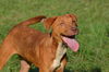 George Gorgeous *LOCAL*