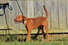 George Gorgeous *LOCAL*