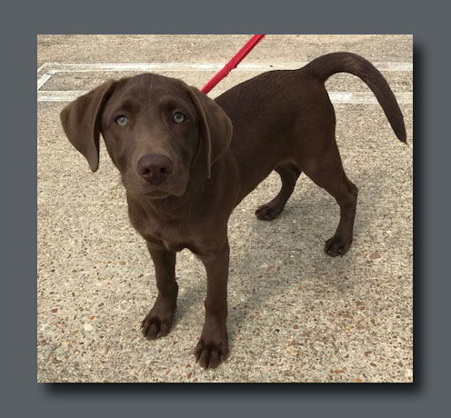Bailey Hopeful *LOCAL* MEET ME!