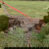 Bailey Hopeful *LOCAL* MEET ME!