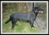 Radar *LOCAL*