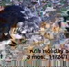 Kris Holiday