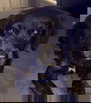 Onyx Karma