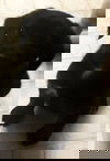 Onyx Karma
