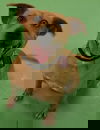 Bailey *LOCAL*