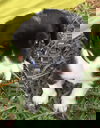 Oreo Cookie