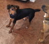 Ozzie