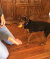 Ozzie