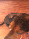 Ozzie